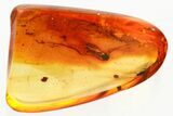 Detailed Fossil Fungus Gnat (Mycetophilidae) In Baltic Amber #372614-1